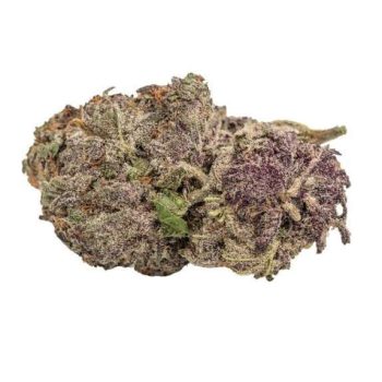 Ultra Violet GMO feminised (Growers Choice Seeds)