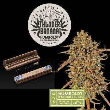 Humboldt superior Thunder Banana Feminised (SeedStockers Seeds)