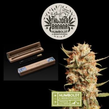 Humboldt superior Thunder Banana Auto  (SeedStockers Seeds)