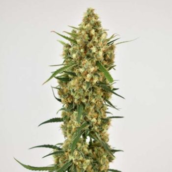 Snow Bud feminised (Dutch Passion Seeds)