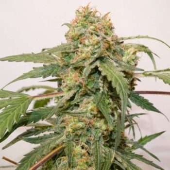 Auto Kerosene Krash (Dutch Passion Seeds)