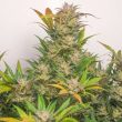 Auto Mokum's Tulip (Dutch Passion Seeds)