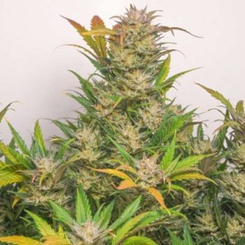 Auto Mokum's Tulip (Dutch Passion Seeds)