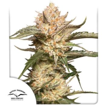 Auto Trichome & Cream (Dutch Passion Seeds)