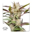 Auto Mimosa Punch (Dutch Passion Seeds)