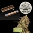 Humboldt x superior Apollo black cherry Feminised (SeedStockers Seeds)