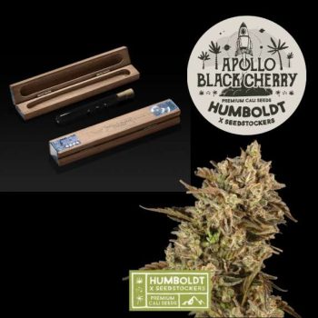 Humboldt x superior Apollo black cherry Feminised (SeedStockers Seeds)