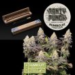 Humboldt superior Panty Punch Feminised (SeedStockers Seeds)
