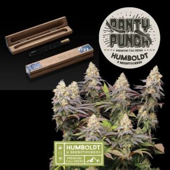 Humboldt superior Panty Punch Feminised (SeedStockers Seeds)