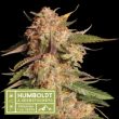 Humboldt superior Blue Moby Auto Feminised  (SeedStockers Seeds)