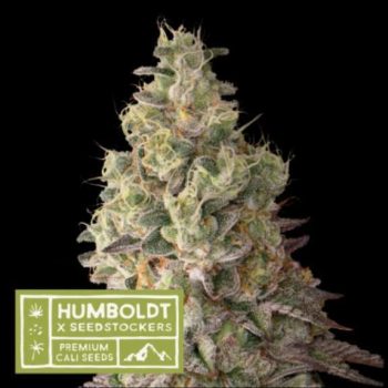 Humboldt x Seedstockers Mack and Crack Auto Feminised (SeedStockers Seeds)