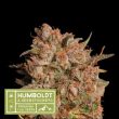 Humboldt superior Apollo black cherry Auto Feminised (SeedStockers Seeds)