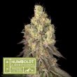 Humboldt x superior Mack and Crack Regular (SeedStockers Seeds)