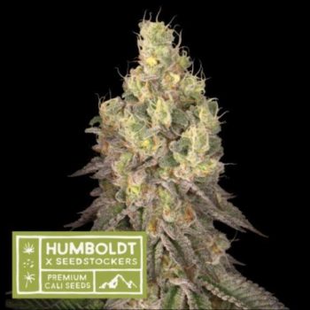 Humboldt x superior Mack and Crack Regular (SeedStockers Seeds)