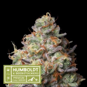Humboldt x Seedstockers Panty Punch Regular (SeedStockers Seeds)