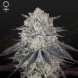 Fullgas! Feminised (Green House Seeds)