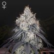 Lemon Orange Feminised (Green House Seeds)