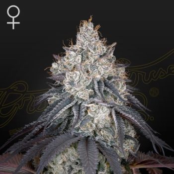 Lemon Orange Feminised (Green House Seeds)