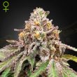 Blue Haze x Gelato #41 Auto feminised (Green House Seeds)