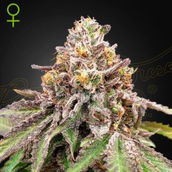 Blue Haze x Gelato #41 Auto feminised (Green House Seeds)