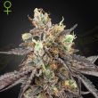 Gelato #41 x Gelato #41 Auto feminised (Green House Seeds)