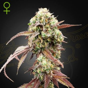 West Coast OG x Gelato #41 Auto feminised (Green House Seeds)
