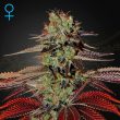 Kalashnikova Automatic (Green House Seeds)