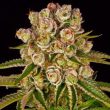 Kush Mintz (Barneys Farm Seeds)