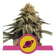 Royal Skywalker feminised (Royal Queen Seeds)