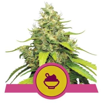 Blue Gelato feminised (Royal Queen Seeds)