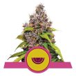 Watermelon Feminised (Royal Queen Seeds)