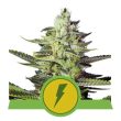 North Thunderfuck Auto Feminised (Royal Queen Seeds)