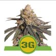 Triple G Auto Feminised (Royal Queen Seeds)