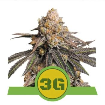 Triple G Auto Feminised (Royal Queen Seeds)