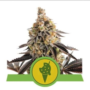 Cookies Gelato Auto feminised (Royal Queen Seeds)