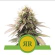 Royal Runtz Auto feminised (Royal Queen Seeds)