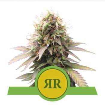 Royal Runtz Auto feminised (Royal Queen Seeds)