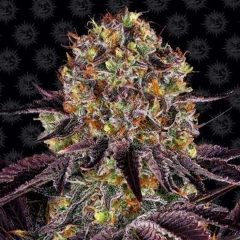 Runtz x Layer Cake Feminised (Barneys Farm Seeds)