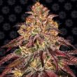 Mimosa x Orange Punch Auto (Barneys Farm Seeds)