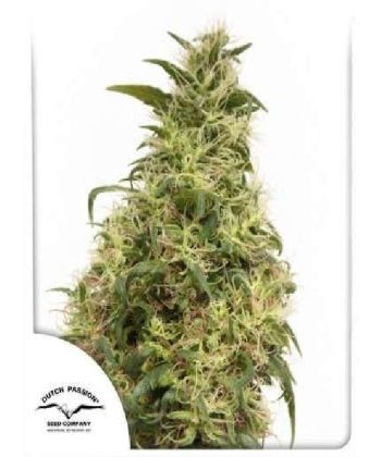 THC Victory (Dutch Passion Seeds)