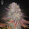 Pulp's Friction feminised (Green House Seeds)