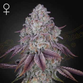 Persian Pie feminised (Green House Seeds)
