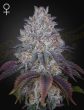 Kings Kush (Green House Seeds)