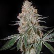 Highcloudz (Green House Seeds)