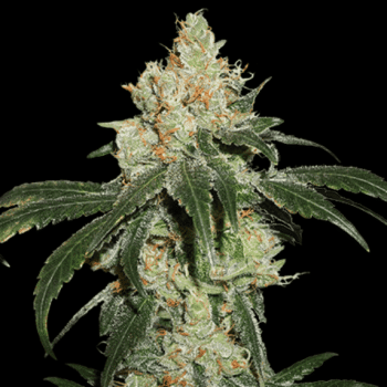 Nicole Cream (SeedStockers Seeds)