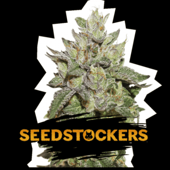 Wedding Cake (SeedStockers Seeds)