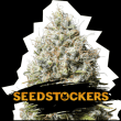 Jack Herer (SeedStockers Seeds)