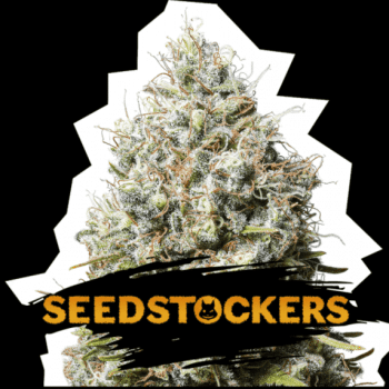 Jack Herer (SeedStockers Seeds)