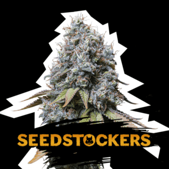 Sour Diesel (SeedStockers Seeds)