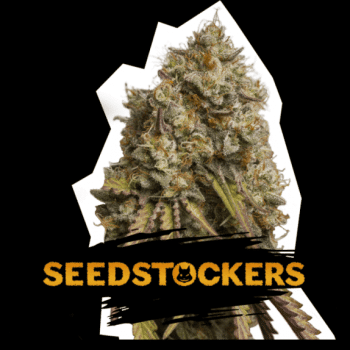 Gorilla Cookies (SeedStockers Seeds)